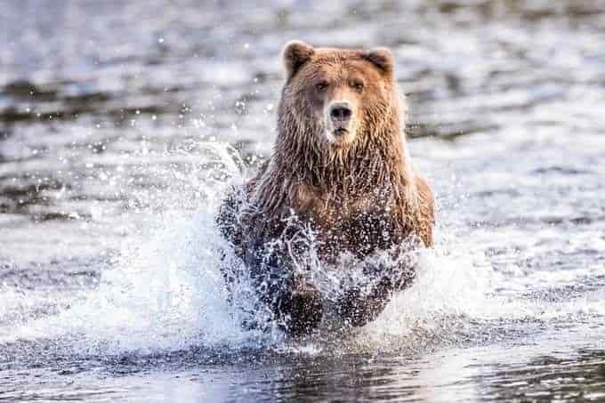 قدم إلى مسابقة The Animal Planet للصور واربح جائزة بقيمة 1200 دولار أمريكي من ViewBug لعام 2021